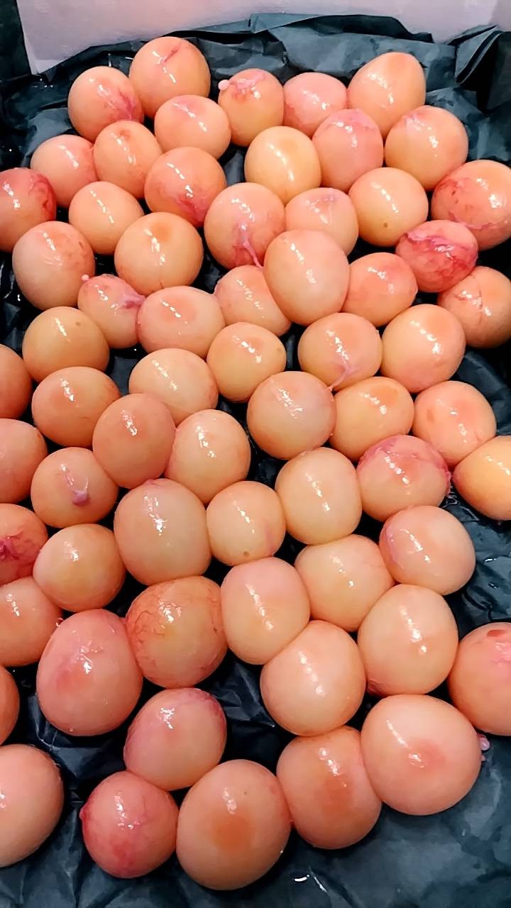 アブラツノザメの卵