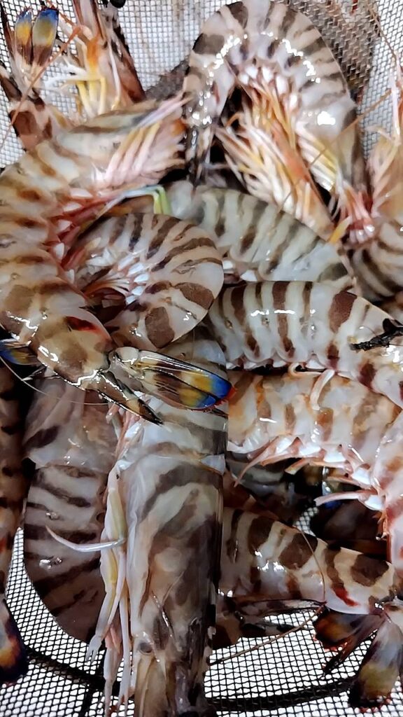 三河のクルマエビ