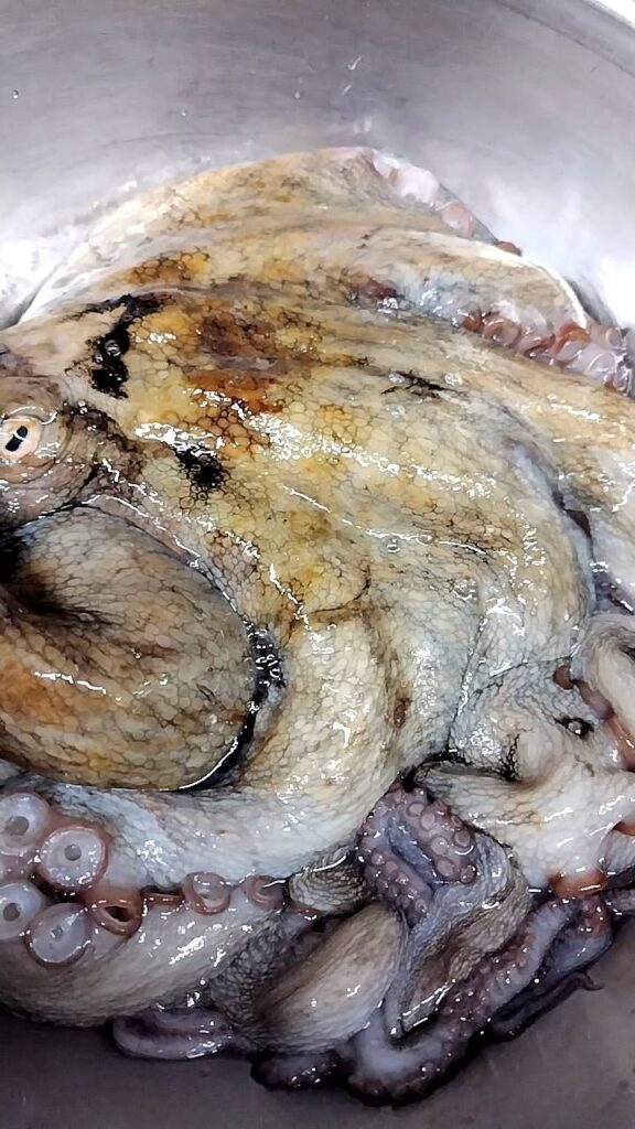 三河のマダコ