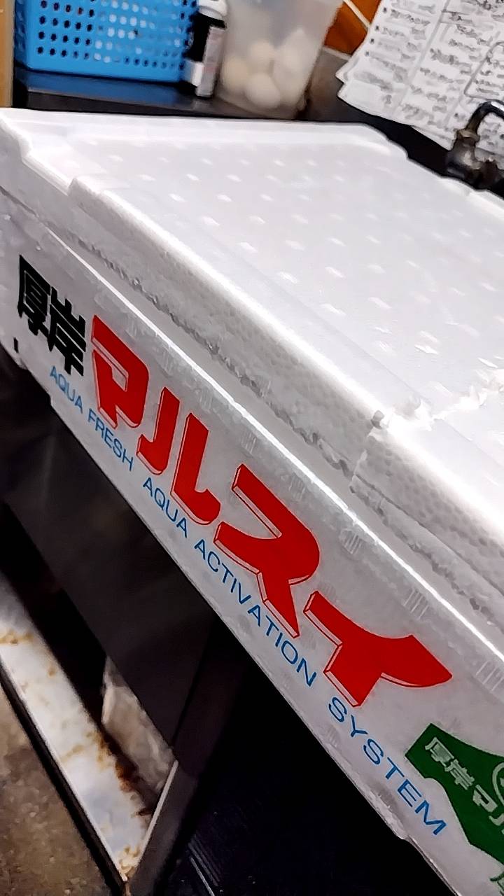 北海道産のサンマ