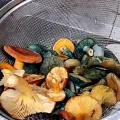 天然キノコ