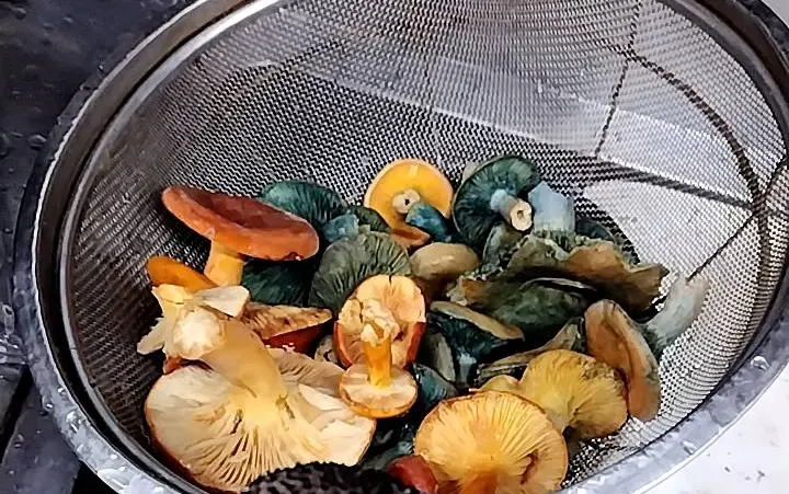 天然キノコ