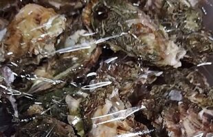 東幡豆の天然セル牡蠣