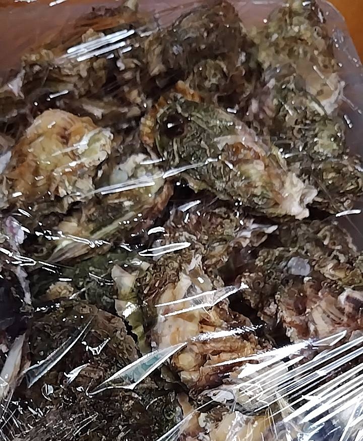 東幡豆の天然セル牡蠣