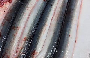 肉厚のウナギ