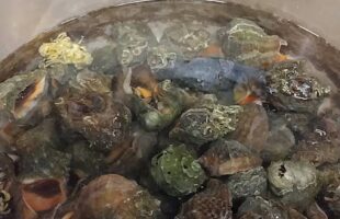 ニシガイ
