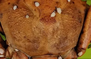 オオエンコウガニ