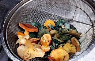 天然キノコ