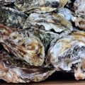 浦村の牡蠣