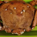 オオエンコウガニ
